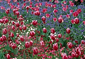 Tulipa und Myosotis