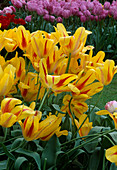 Tulipa