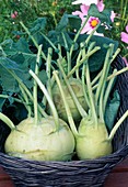 Freshly harvested kohlrabi (Brassica) in a basket