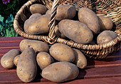 Frisch geerntete Kartoffeln (Solanum tuberosum) im Korb und auf Tisch