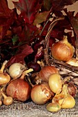 Red and yellow onions (Allium cepa)