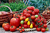 Frisch geerntete Tomaten (Lycopersicon): Cocktailtomaten, runde Tomaten und Fleischtomaten
