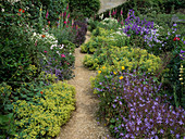 Path between perennial beds with Campanula (bellflower), Alchemilla (lady's mantle), Digitalis (foxglove)