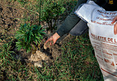 Fertilise Paeonia (Peony)