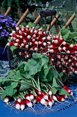 Red and white radish 'Flamboyant' (Raphanus) in basket and on table