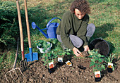 Planting perennials 