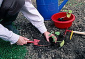 Planting cucumber (Cucumis) pre-pulled seedlings