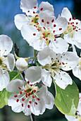 Pear blossom