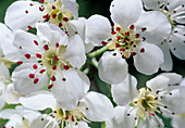 Pear blossom