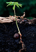 Seedling of Aesculus hippocastanum (horse chestnut) in cross-section through the soil with roots