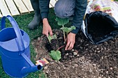 Fill soil around freshly planted rhubarb (Rheum)