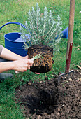 Rosemary plants 