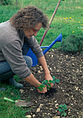 Plant strawberries