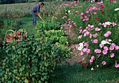 Woman loosens soil between lettuce (Lactuca), bed with cosmos (ornamental basket), baskets with freshly harvested vegetables
