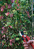 Stecklingsvermehrung von Blut-Johannisbeere (Ribes sanguineum)
