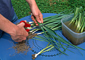 Planting leeks (Allium porrum) 3rd step