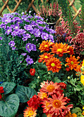 Chrysanthemum, Senecio