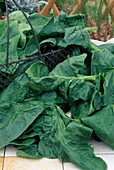 Freshly harvested spinach (Spinacia oleracea)