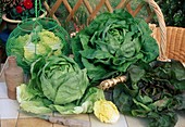 Freshly harvested lettuce, head lettuce (Lactuca)