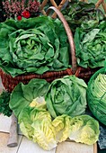 Freshly harvested lettuce, head lettuce (Lactuca)