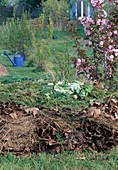 Flowering Prunus (ornamental cherry) next to compost made from grass cuttings, leaves and kitchen waste