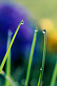 Grass with waterdrops