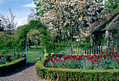 Garden in spring Prunus, Myosotis, Tulipa