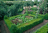 Cottage garden - lettuce (Lactuca), carrots, carrots (Daucus carota), Buxus (boxwood), Lathyrus odoratus (sweet pea) - on trellis, Rosa (roses) - stems