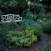 White bench behind shrub bed with Alchemilla mollis (lady's mantle), Lavandula (lavender), Rosa (roses), Geranium (cranesbill) and Verbascum (mullein)