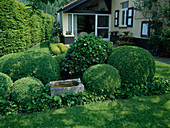 Buxus (box) balls, Hedera (ivy), stone bird bath, hedge, terrace with seating area