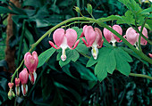 Dicentra spectabilis