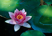 Nymphaea 'Rene Gerard' water lily