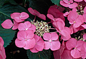 Hydrangea macrophylla