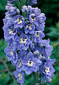 Delphinium pacificum 'Summer Skies' (Delphinium)