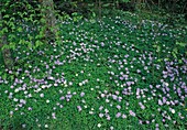 Anemone blanda (Strahlenanemone)