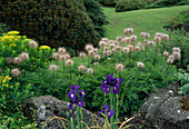 Pulsatilla alpina 'Sulphurea' (Alpen-Anemone, Alpen-Kuhsschelle) und Iris hollandica (Hollandiris)