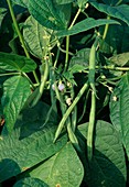 Beans - Bush beans (Phaseolus)