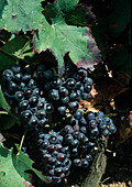 Blue grapes (Vitis vinifera)