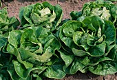 Lettuce, lettuce (lactuca) in the vegetable garden