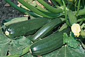 Zucchini 'Diamant' (Cucurbita pepo), Früchte in verschiedenen Grössen