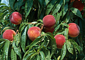 Reife Pfirsiche (Prunus persica) am Zweig