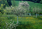 Flowering apple tree