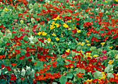 Tropaeolum majus (Nasturtium)