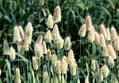 Lagurus Ovatus (annual grass)