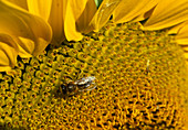 Biene auf Blüten von Helianthus annuus (Sonnenblume)