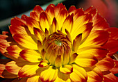 Dahlia 'Sights of Summer' (Dahlia)