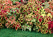 Solenostemon scutellarioides syn. Coleus blumei (Buntnessel) bunt gemischt im Beet