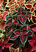 Solenostemon scutellarioides syn. Coleus blumei mixed in the bed