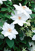 Clematis 'Mrs. George Jackman' (Clematis), cutting group 2