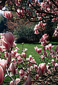 Magnolia x soulangeana (Tulip magnolia)